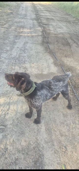 Пропала собака. дратхаар