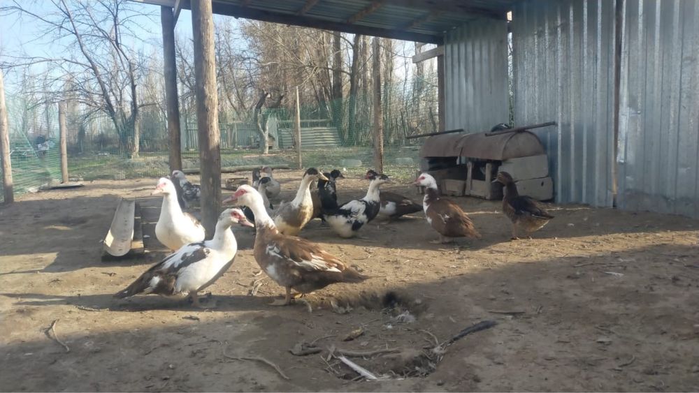 Продам утки срочно