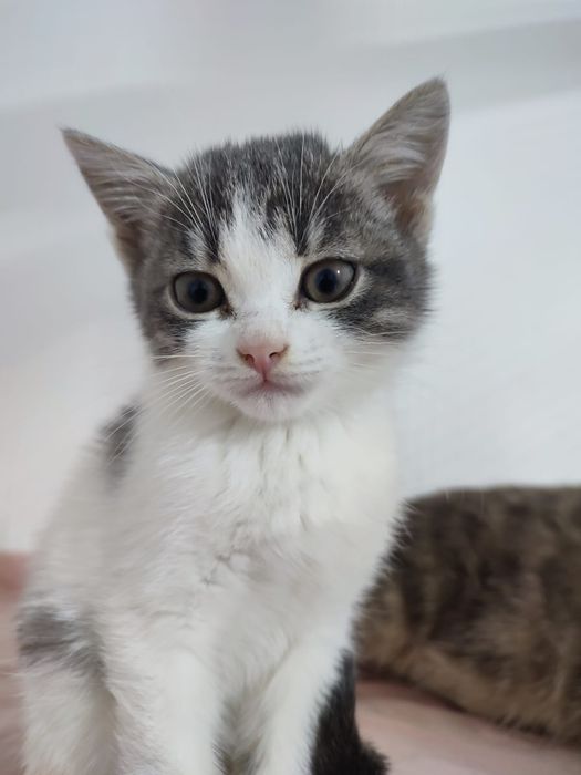 Веселая компания котяток