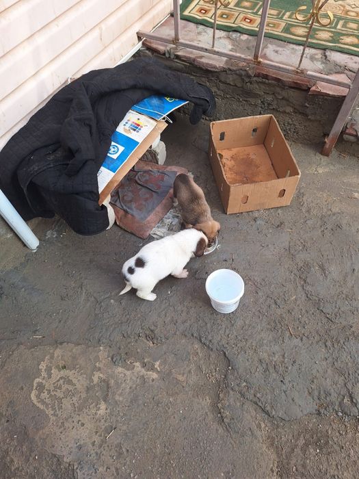 Продается собаки