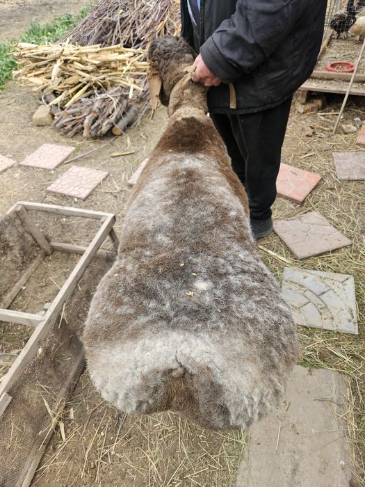Кузи кучкор сотилади