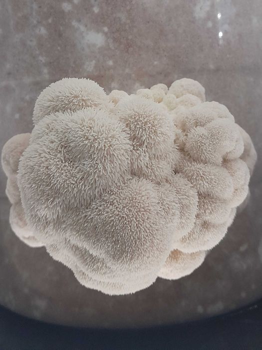 Домашно отгледани гъби Лъвска грива | Hericium erinaceus