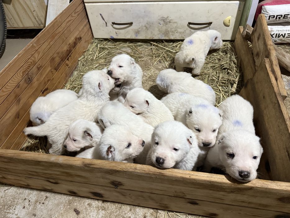 Алабай 18 дней,