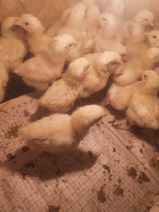 Цыплята Адлер балапандары