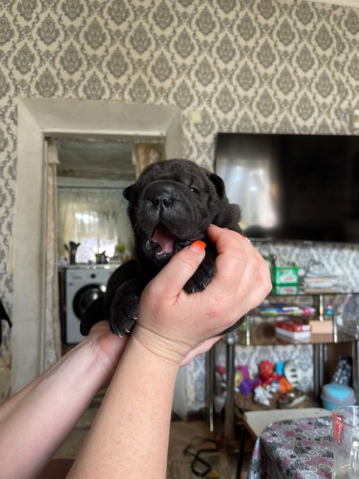 Щенки шарпейчики