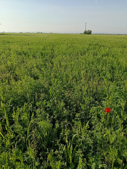 Lucernă... primul an de coasă.