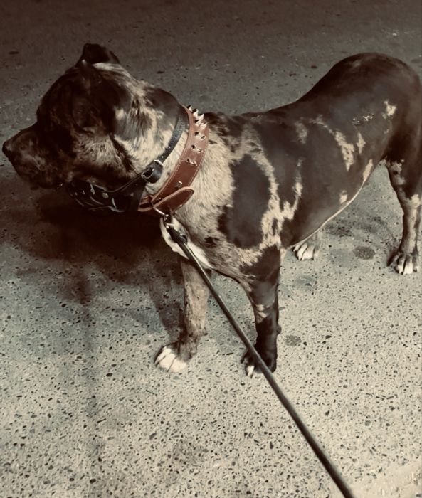 Щенок питбультерьера мерел