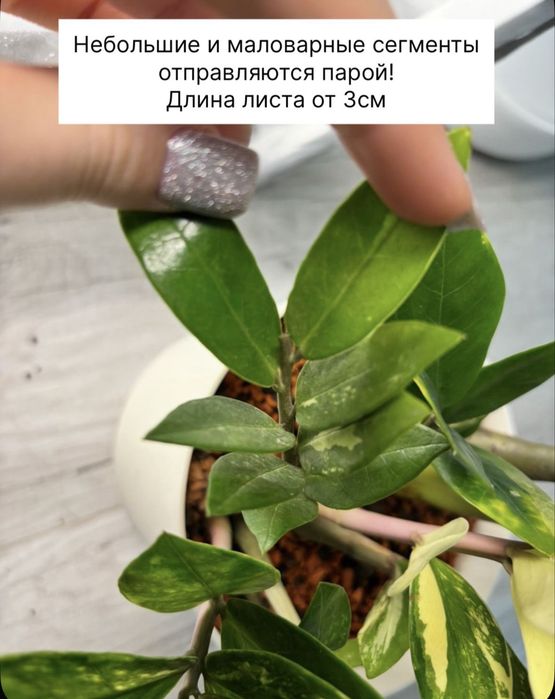 Замиокулькас шорт лив вариегатный