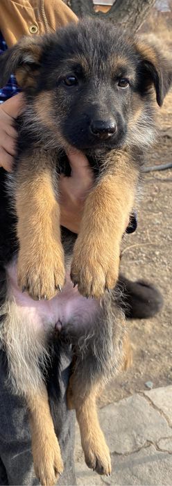 Немецкие овчарки