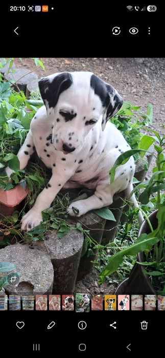Catei dalmatieni in varsta de 7 saptamani