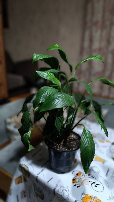 Продам комнатные цветы