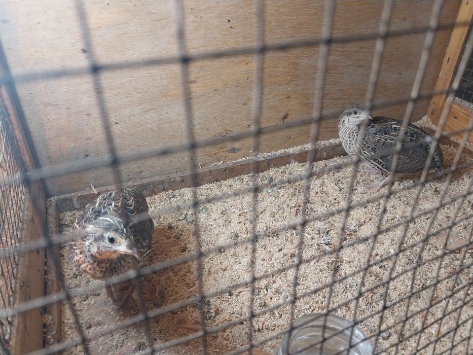 Продаётся перепелки самки