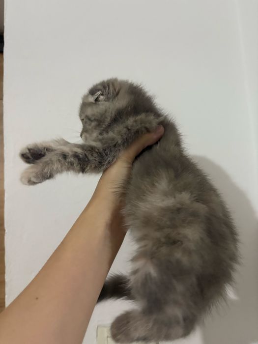 милый вислоухий котёнок, срочно