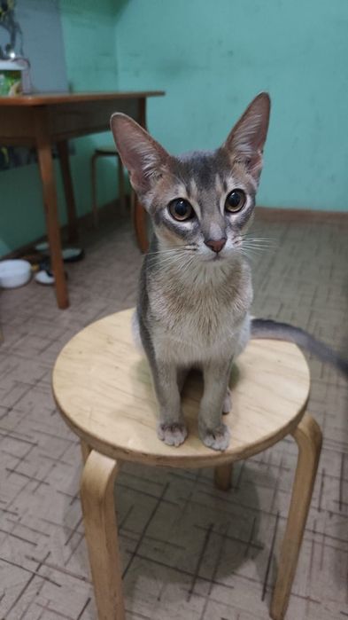 Продам котёнка абессина