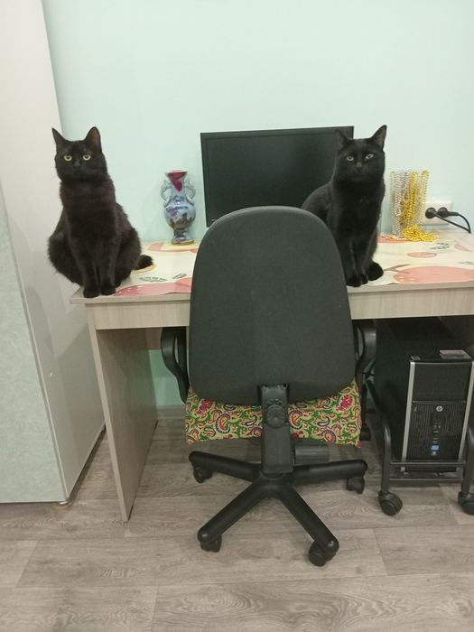 Отдам компьютер рабочий,только с кошками