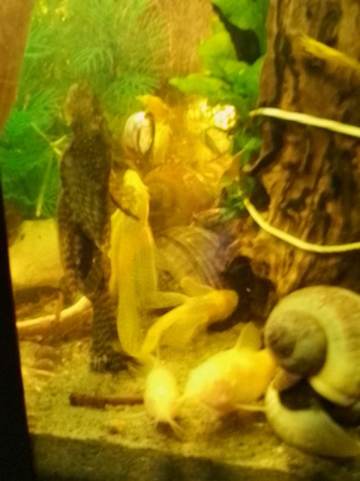 Creveti Blue Diamond, Red Sakura,transparenti,rcs,ancistrusi,m