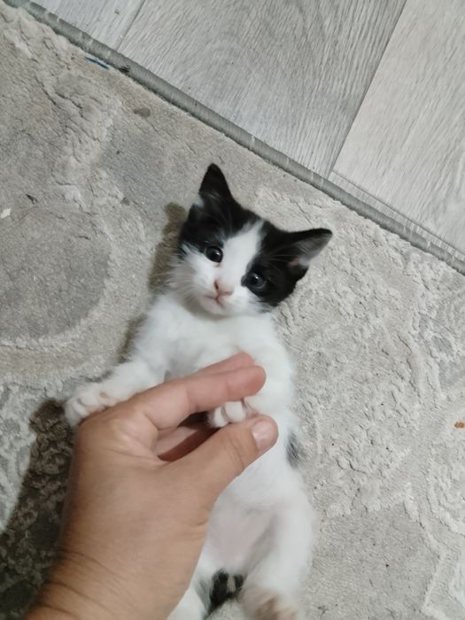 Котята бесплатно