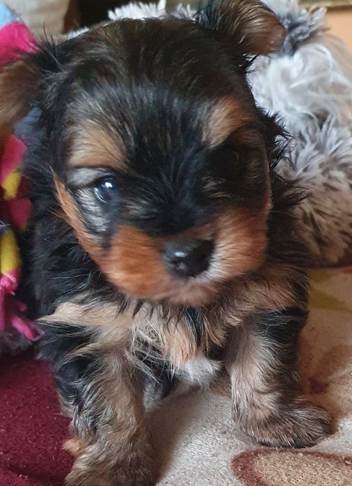 Малки  йоркита едно мъжко и едно женско