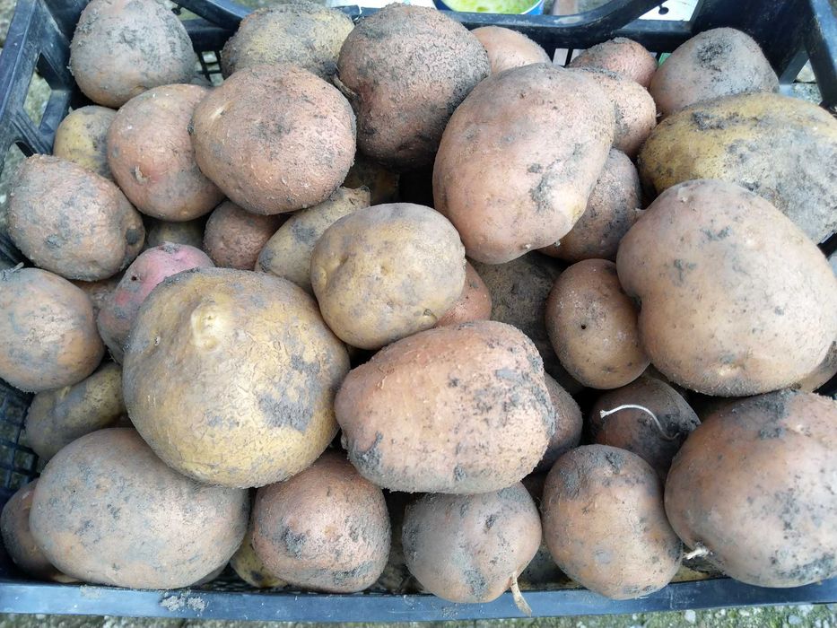 Vând cartofi de sămânță, galbeni sau roșii