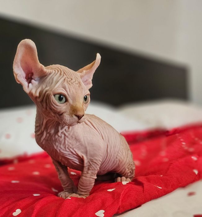 Baietel sphynx/sfinx/elf deosebit