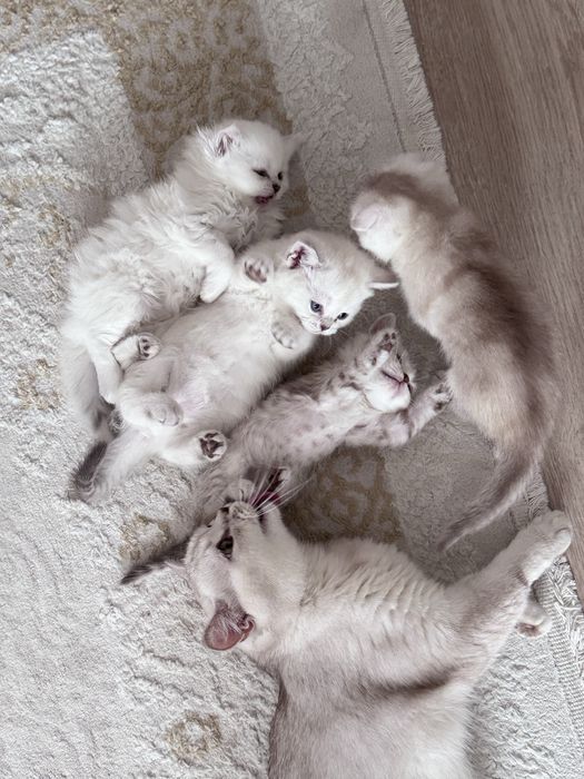 Котятки на продажу