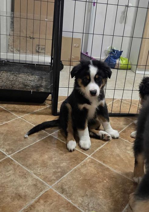 Miniature American Shepherd (mini Australian Shepherd) cu pedigee