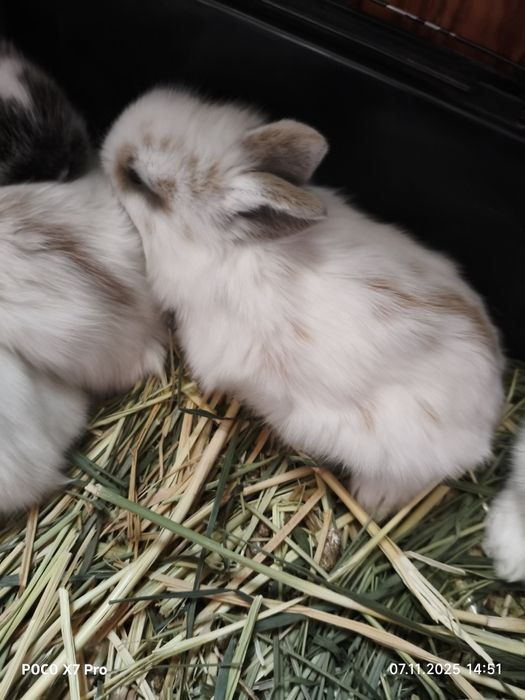 Карликовые кролики