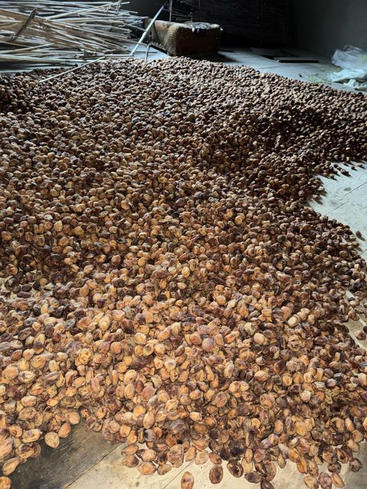 Orik oftobi sotiladi