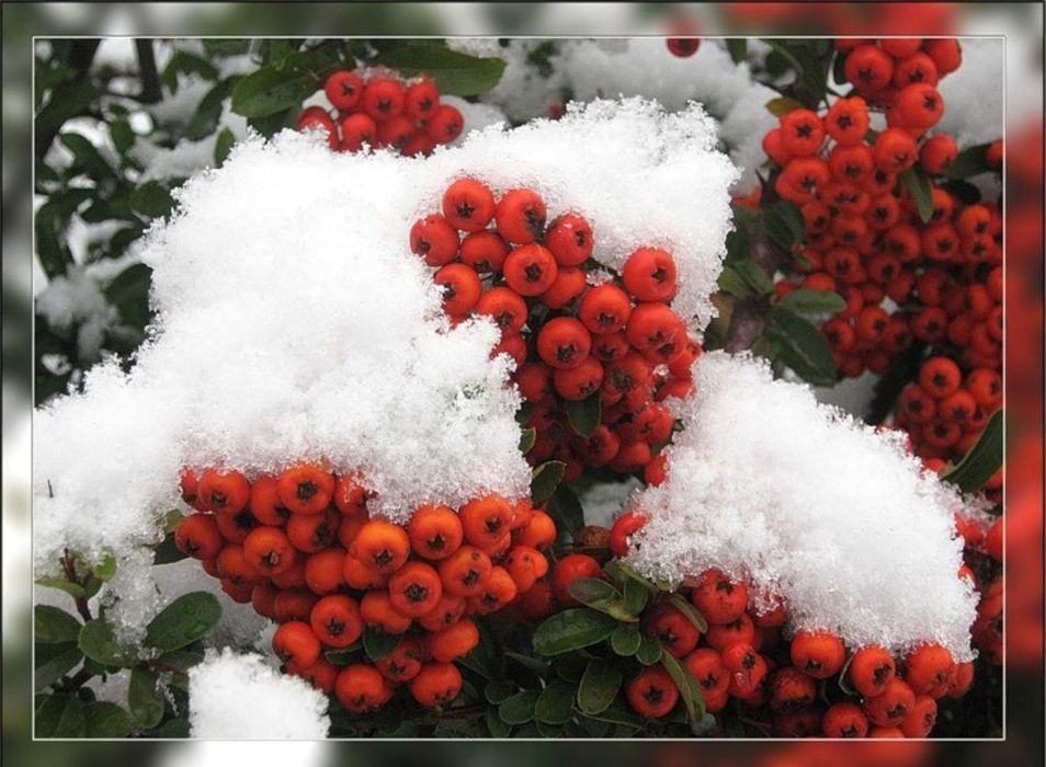 Пироканта кучатлари оптом