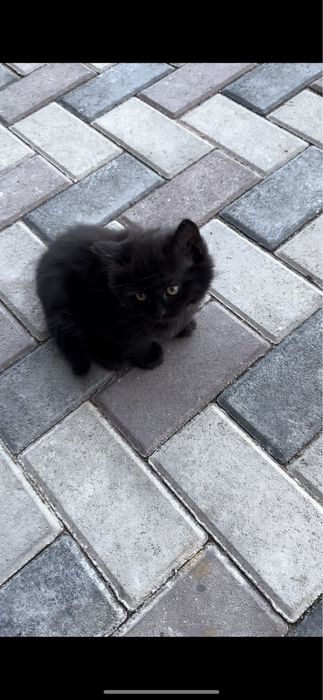 Котенок черный пушок