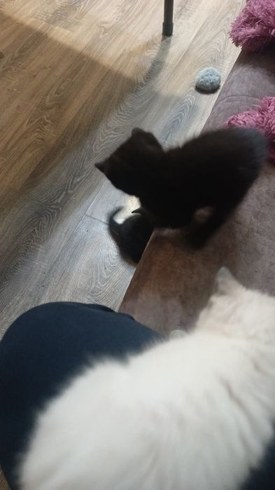 Отдам котят в добрые руки