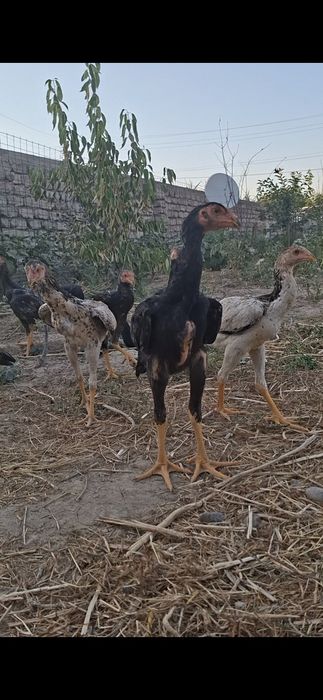 Бойцовские Цеплята О Шамо