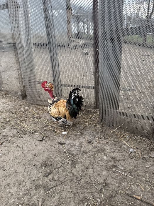 Vand sau schimb 4 cocosi pitici