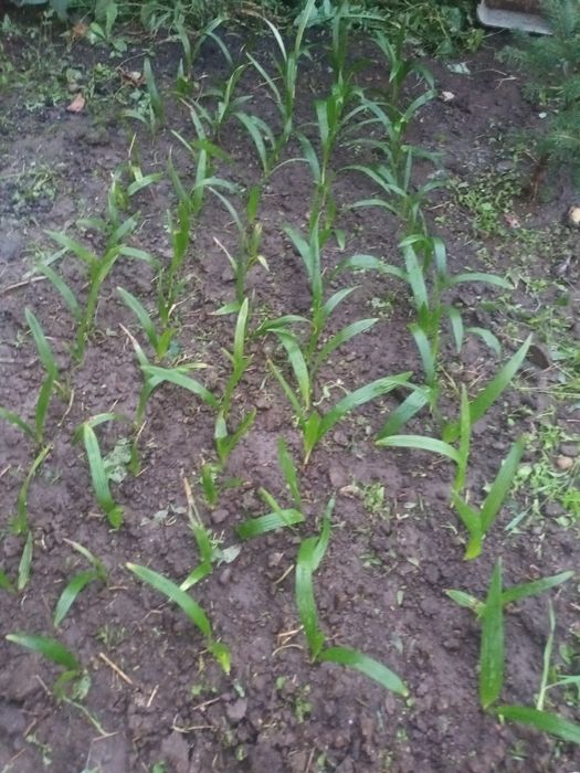 Seminte bambus moso, pui de palmieri, ligustrum aureum
