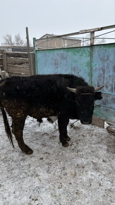 Бұқа бычок сатылады