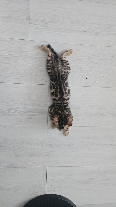 Продаю Бенгальских  котят