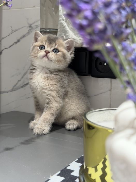 Породистые милые котята