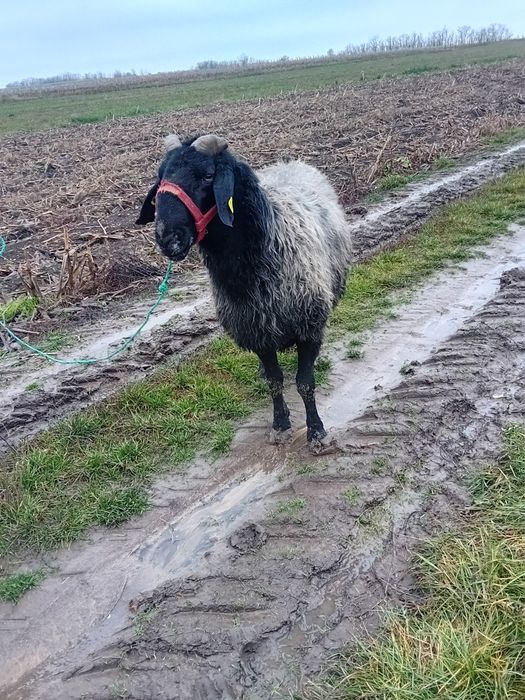 Spre vânzare berbec al-6 -miel,marleste la  mâna  cât si in cârd!