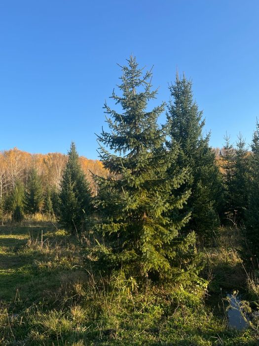 Ель зелёная сибирская