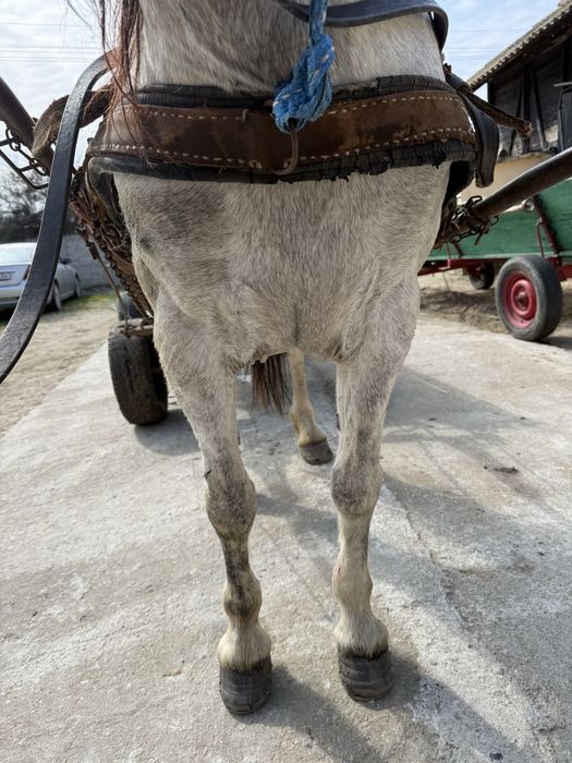 Iapă de 6 anii foarte cuminte și bună de ham