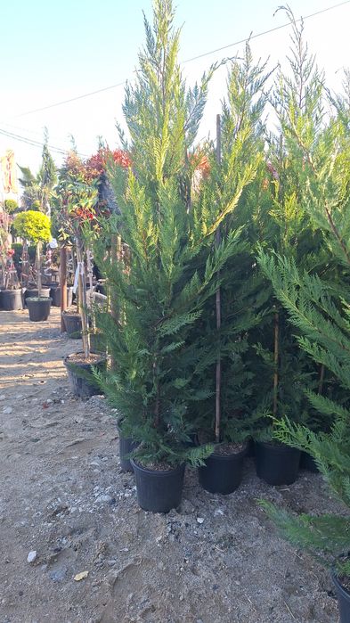 Plante ornamentale ptr gradina magnolia arțar japonezi Măslini palmier
