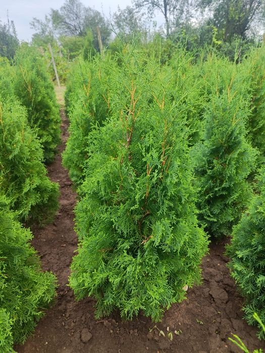 Западна туя Фастигиата - Уникална-Промоция