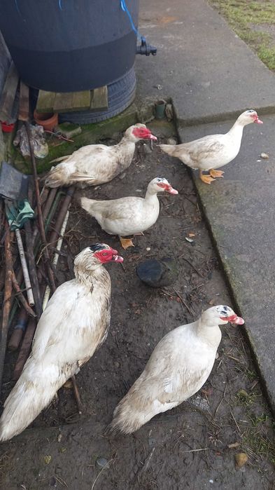 Rate mute,albe familie 2 ratoi si 3 rate