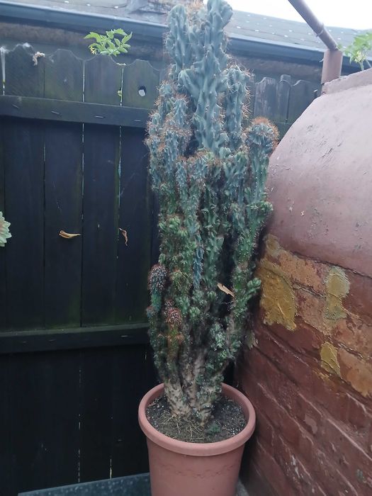 vind cactus ornamental