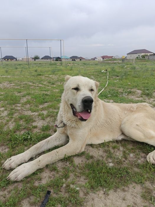 Продается собака алабай