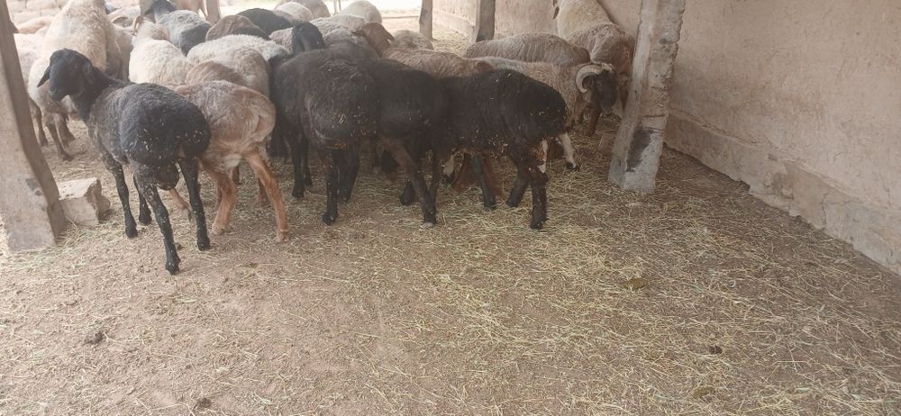 Qurbonlikka quchqorlar sotiladi yemlab boqilgan
