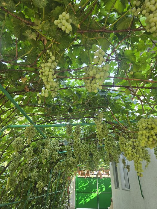 Виноград домашний