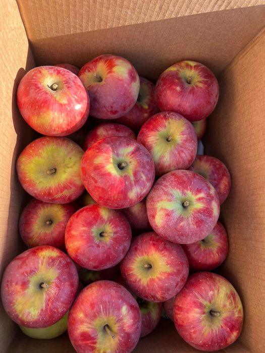 Апорт яблоки груши с доставкой