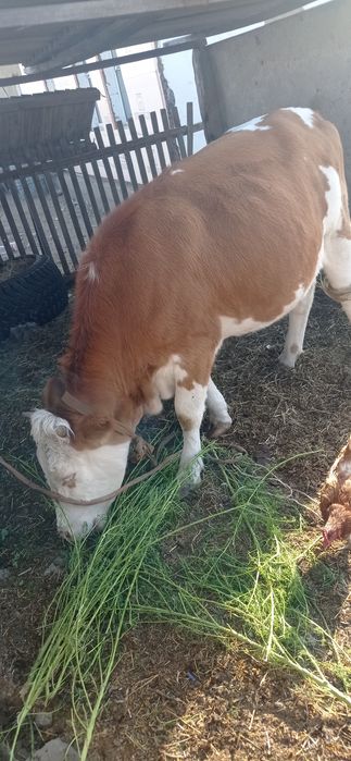 Продам 1'5 годовалую тёлочку