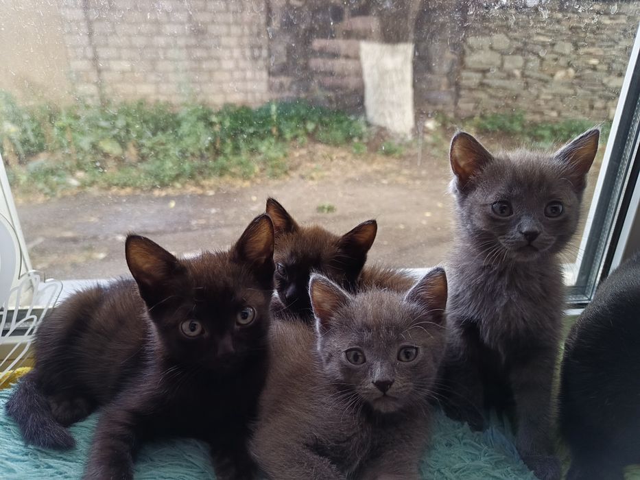 Отдам котят в добрые руки